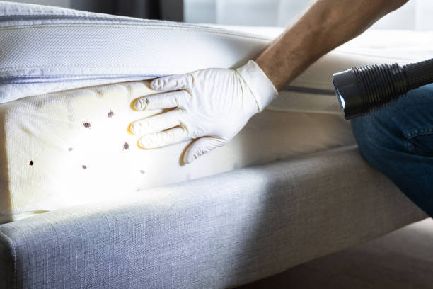 Best Termite Control Services  in The Hills, TX