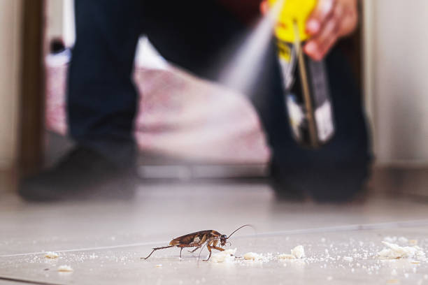 Best Local Pest Control Services  in The Hills, TX
